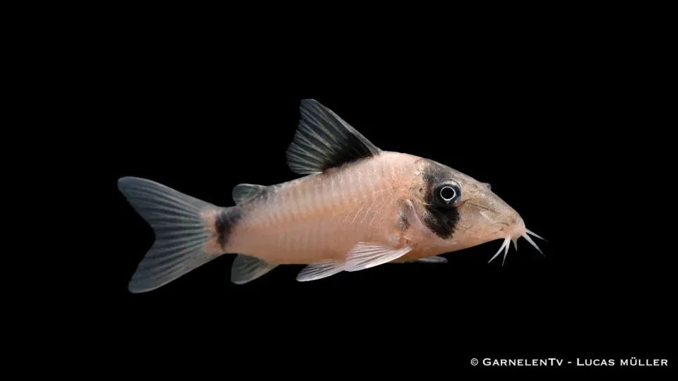 Garnelen TV Olga pansarmal Corydoras simulatus