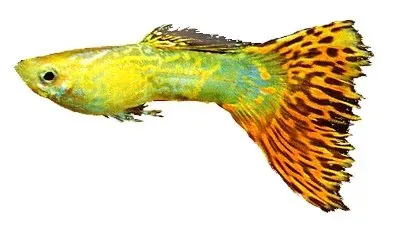 Näsets Ciklidhobby Guppy male triangel akvariefisk 3–4 cm mix