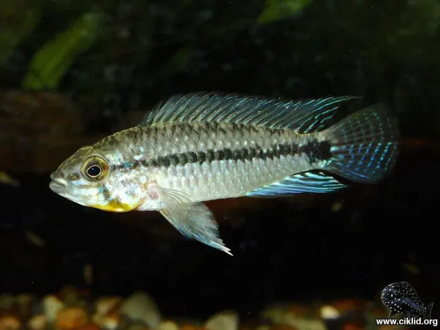 Näsets Ciklidhobby Apistogramma commbrae akvariefisk 2,5-3 cm dvärgciklid