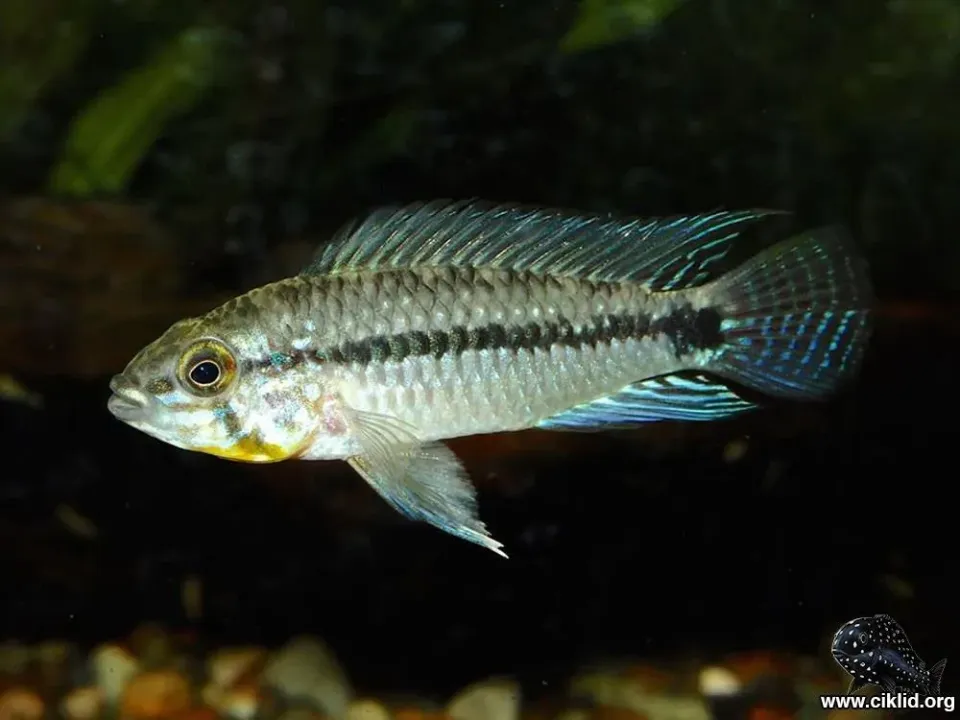 Näsets Ciklidhobby Apistogramma commbrae akvariefisk 2,5-3 cm dvärgciklid