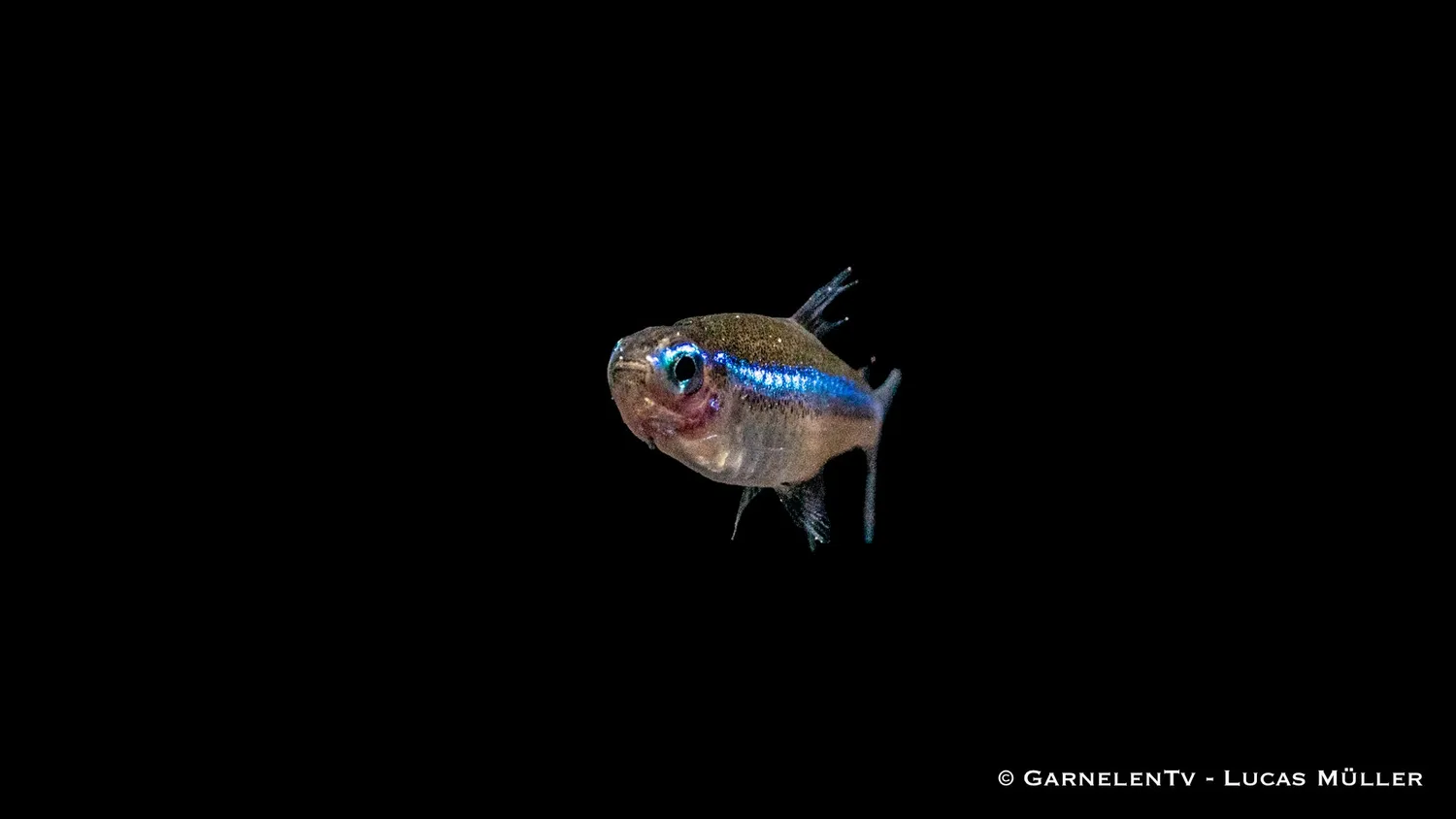 Garnelen TV Blå neon neontetra Paracheirodon stimfisk