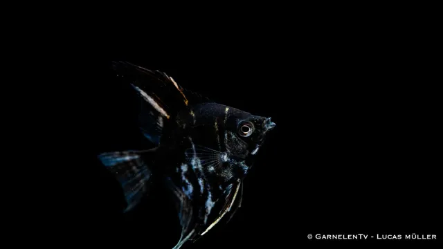 Garnelen TV marmor skalar Pterophyllum scalare ciklid