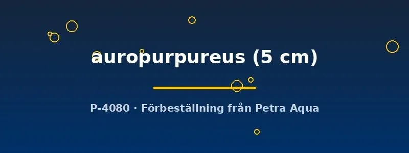 Näsets Ciklidhobby Devario auropurpureus stimfisk 5 cm aktiv