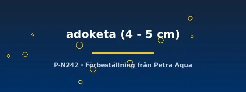 Näsets Ciklidhobby Nannacara adoketa dvärgciklid 4–5 cm