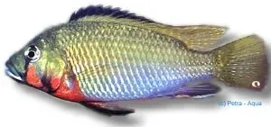Näsets Ciklidhobby Thoracochromis brauschi ciklid 5–6 cm Kongo