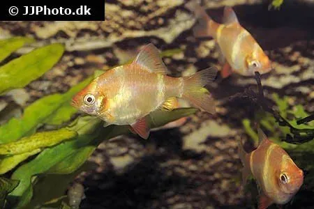 Näsets Ciklidhobby Tigerbarb Guld akvariefisk 3–3,5 cm