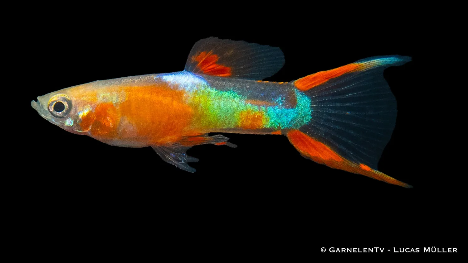 Garnelen TV Endlers guppy yellow neon hane 2 cm
