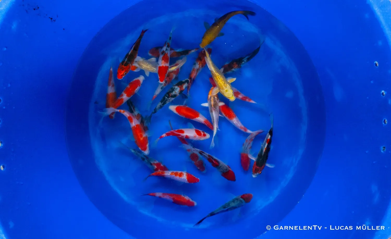 Garnelen TV Japan Koi Suda dammfisk 15-17 cm