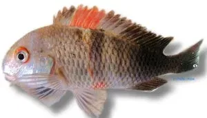 Näsets Ciklidhobby Tropheus moorii ciklid 9,5 cm tanganyika