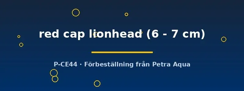 Näsets Red Cap lionhead guldfisk 6–7 cm kallvatten