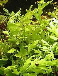 Ceratopteris thalictroides kruka akvarieväxt snabb