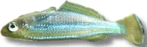 Näsets Ciklidhobby Tanganyika Pearl Killie akvariefisk 4–5 cm