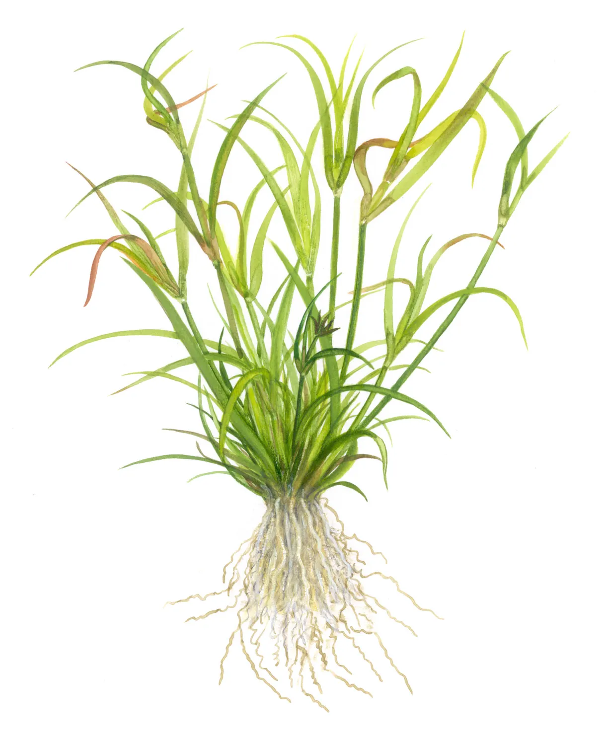 Akvarievalvet Juncus repens akvarieväxt kruka gräslik