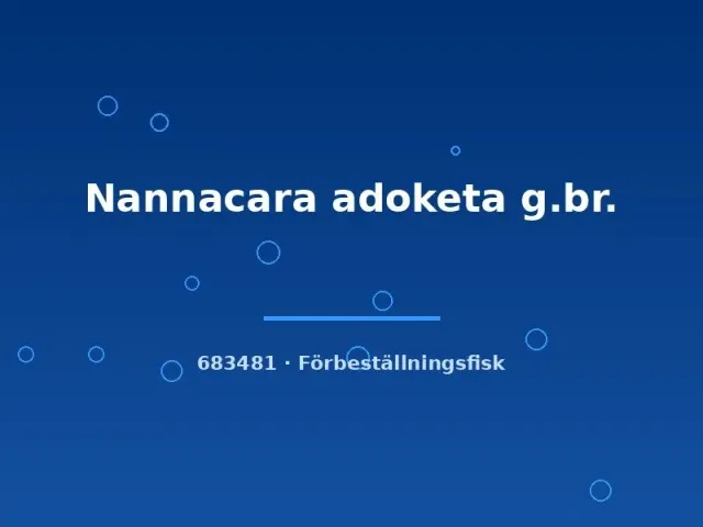 Näsets Ciklidhobby Nannacara adoketa dvärgciklid 3 cm