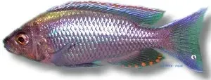 Näsets Ciklidhobby Copadichromis virginalis gold ciklid 5–6 cm