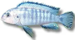 Pseudotropheus Pindani Edu socolofi malawiciklid 9–10 cm blå