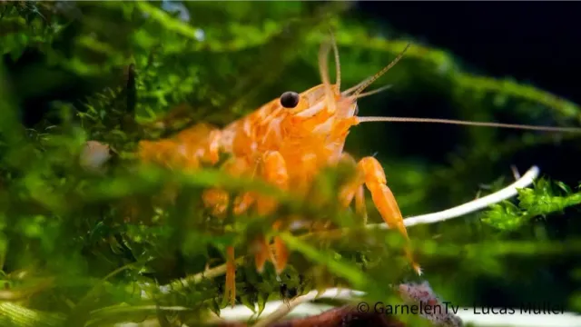 Garnelen TV CPO orange dvärgkräfta Cambarellus nano