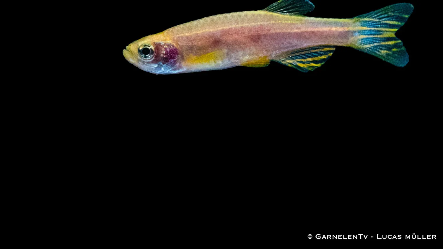 Garnelen TV zebrabärbling gyllene akvariefisk Brachydanio rerio
