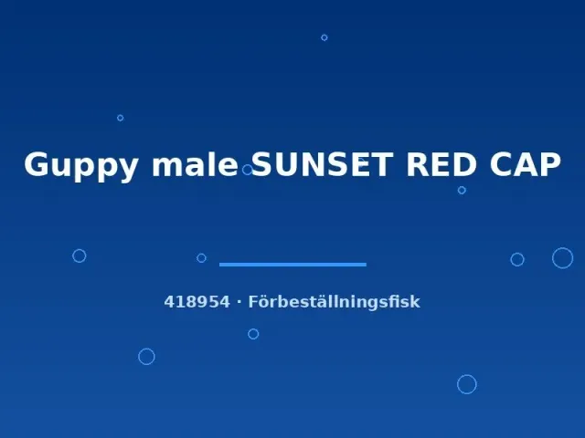 Näsets Ciklidhobby Sunset Red Cap guppyhanne lg