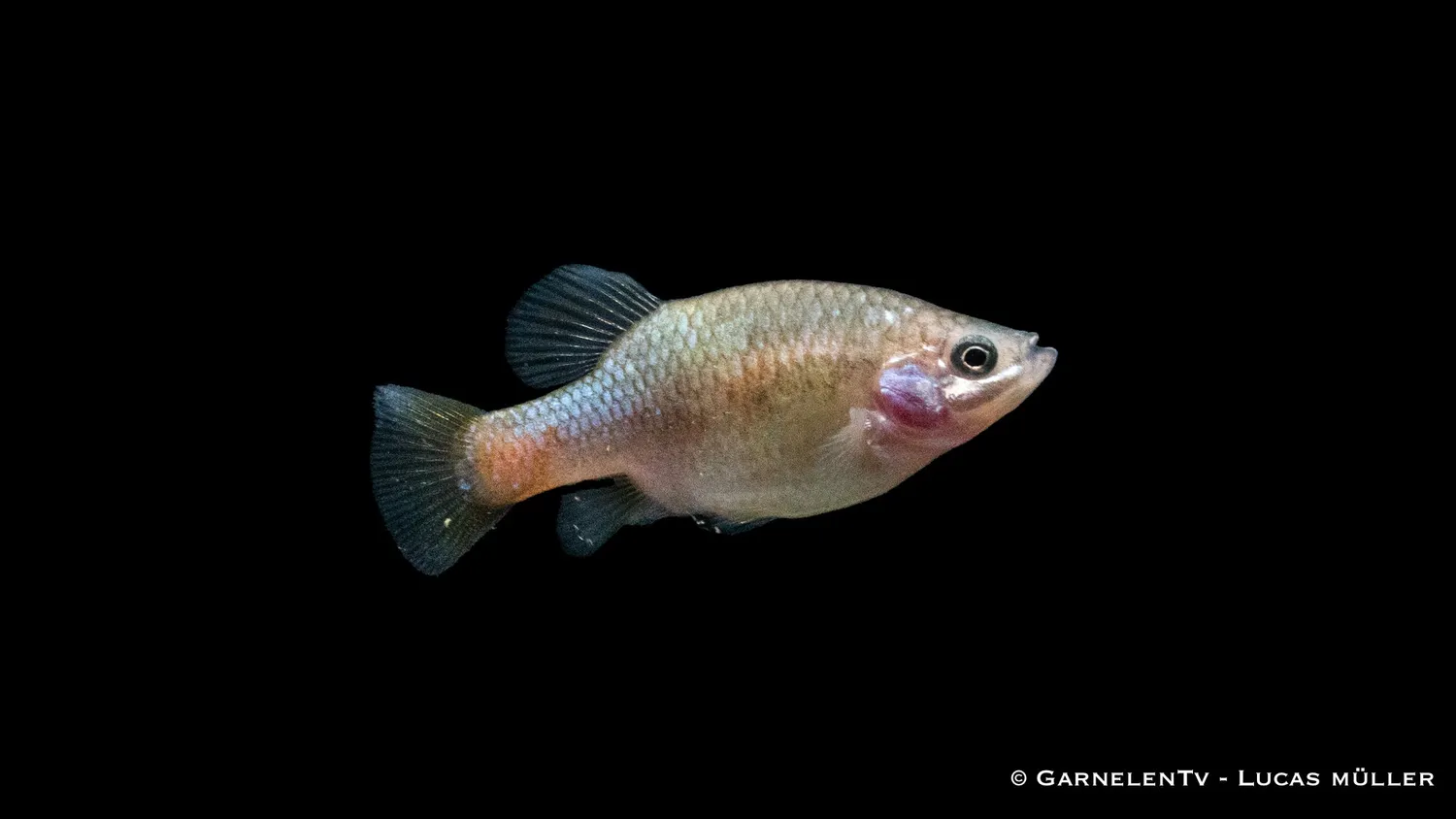 Garnelen TV Xenotoca eiseni akvariefisk banderol