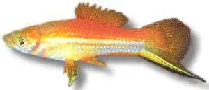 Näsets Ciklidhobby Swordtail Marry Gold Xiphophorus helleri 4–5 cm