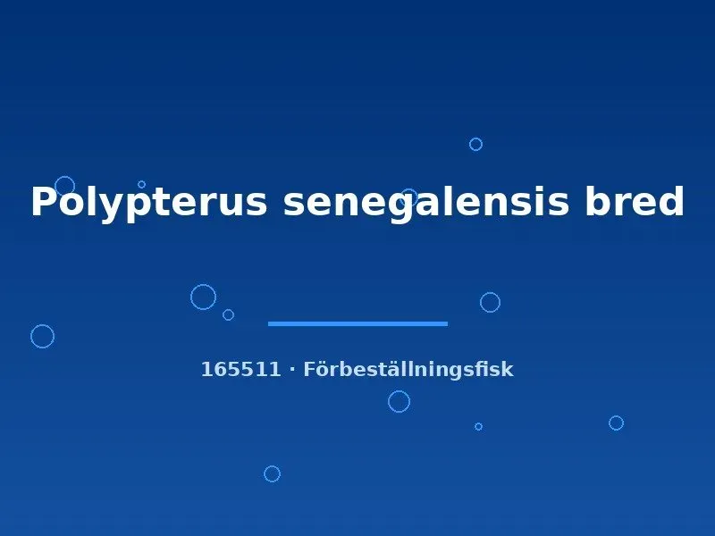 Näsets Ciklidhobby Polypterus senegalensis fenfisk 8–10 cm