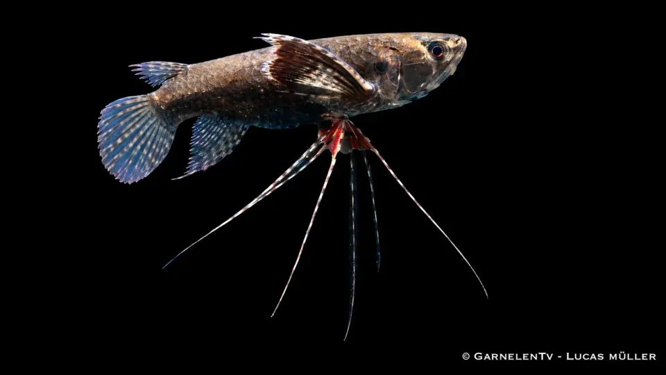 Garnelen TV Pantodon buchholzi akvariefisk ytfisk brun