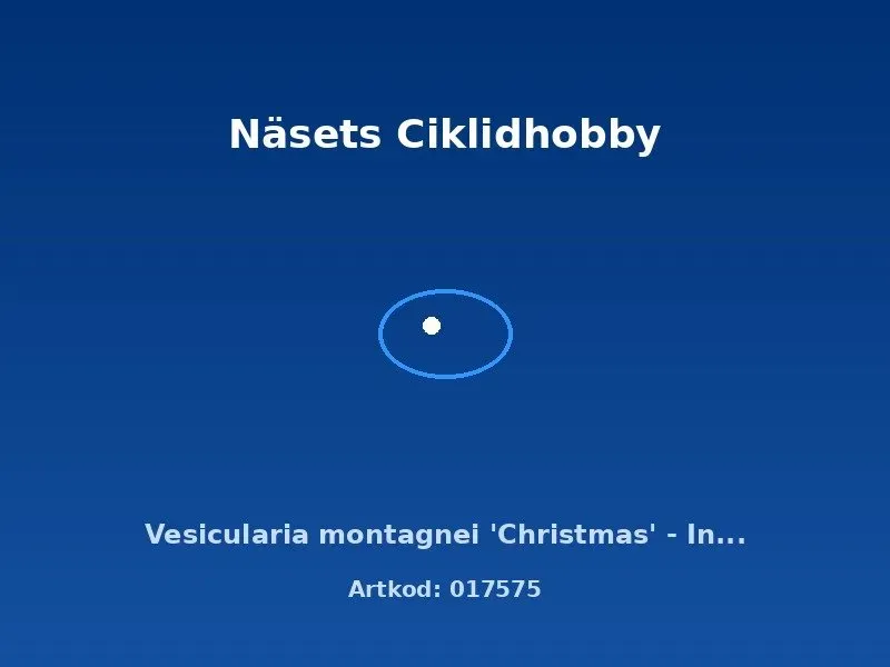 Näsets Ciklidhobby Vesicularia Christmas mossa in vitro-kopp
