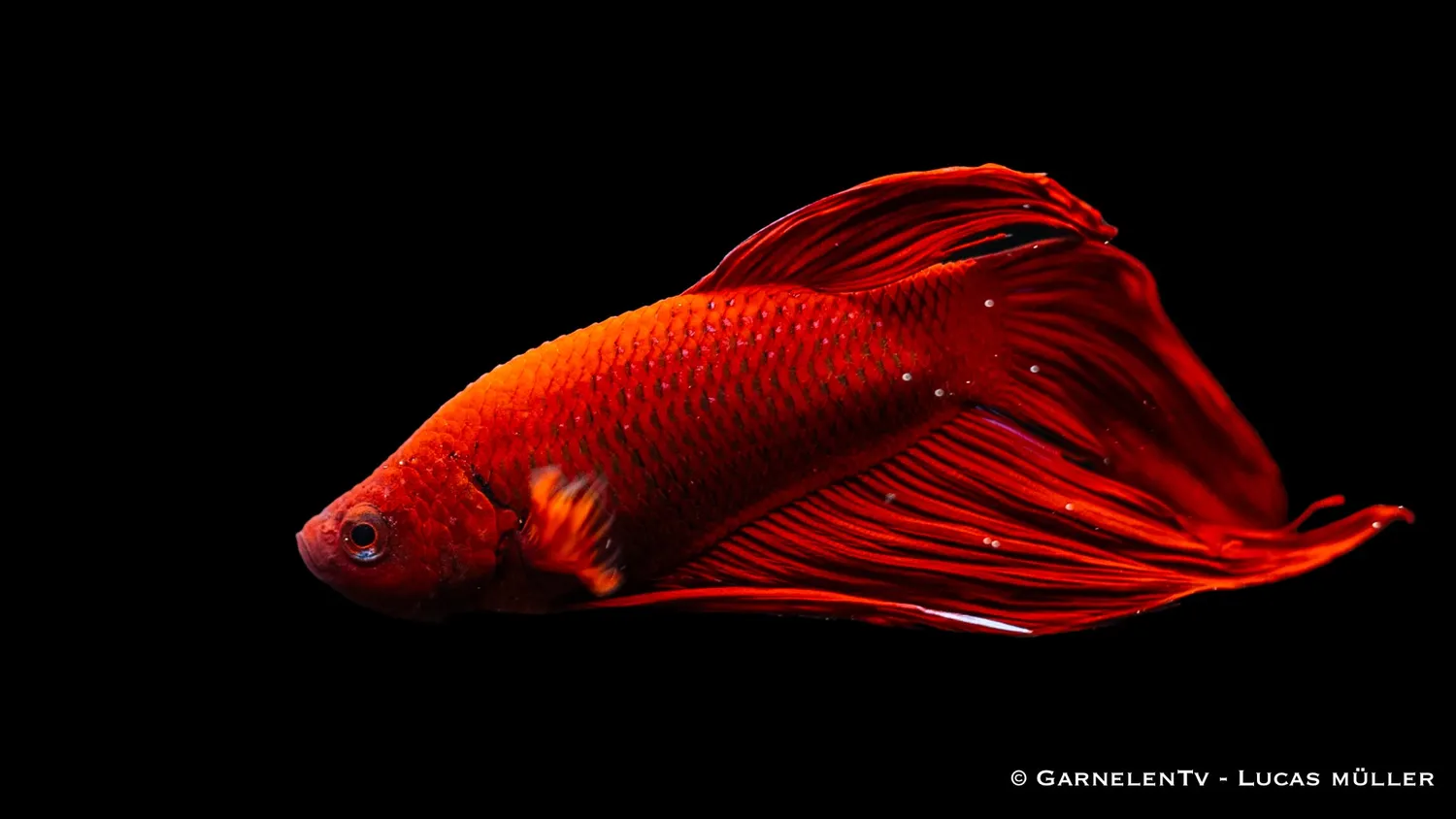 Garnelen TV Betta splendens kampfisk hane kortfenad