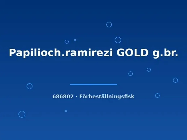 Gul fjärilsciklid Gold akvariefisk 2,5-3 cm