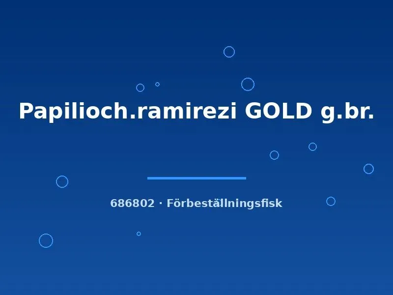 Gul fjärilsciklid Gold akvariefisk 2,5-3 cm
