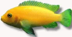 Näsets Ciklidhobby Pseudotropheus zebra south ciklid 4–5 cm