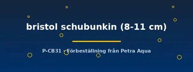 Näsets Ciklidhobby Bristol Schubunkin guldfisk 8–11 cm kallvatten