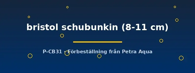 Näsets Ciklidhobby Bristol Schubunkin guldfisk 8–11 cm kallvatten