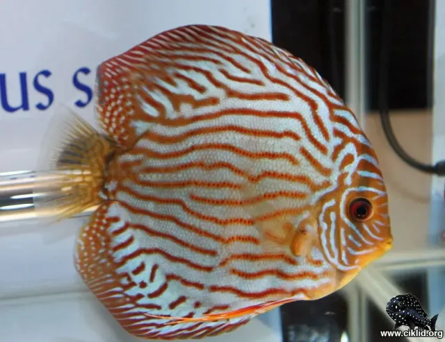 Näsets Ciklidhobby Discus Briljant Türkis akvariefisk 8 cm