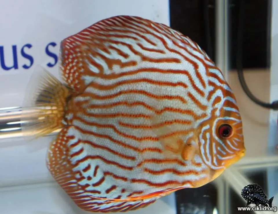 Näsets Ciklidhobby Discus Briljant Türkis akvariefisk 8 cm