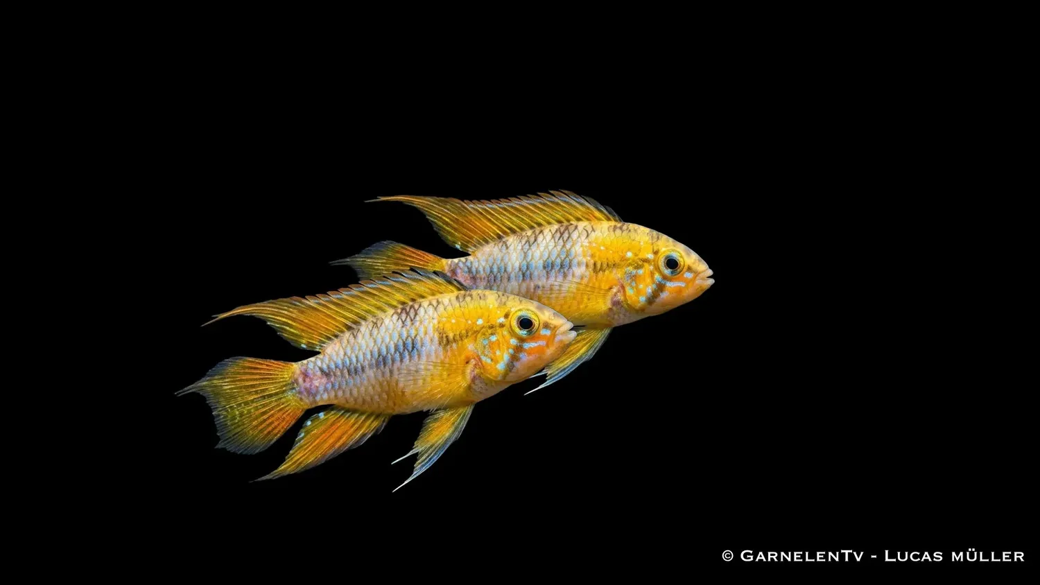 Apistogramma borelli opal dvärgciklid gul