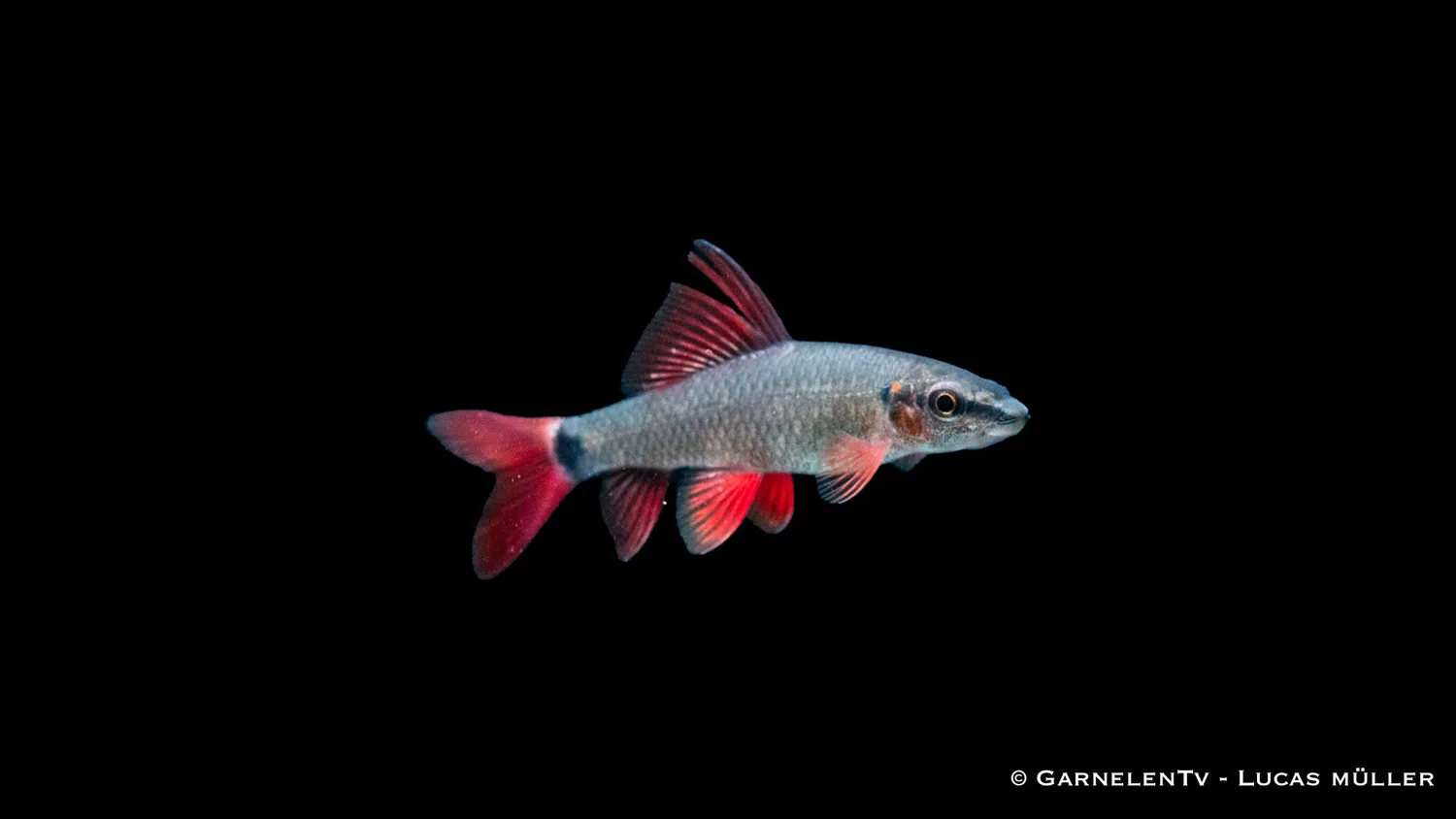 Garnelen TV grön fransenlipper akvariefisk Epalzeorhynchos frenatum