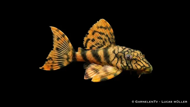 Garnelen TV L 135 Peckoltia mal maskmönstrad