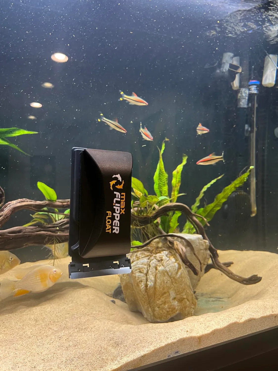 DeepSee Flipper Max Float magnetskrapa glas akryl 19 mm