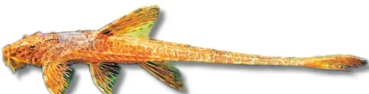 Näsets Ciklidhobby Lanceolate Whiptail mal 6–7 cm