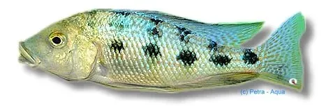 Fosorochromis rostratus ciklid 4–5 cm storvuxen malawi