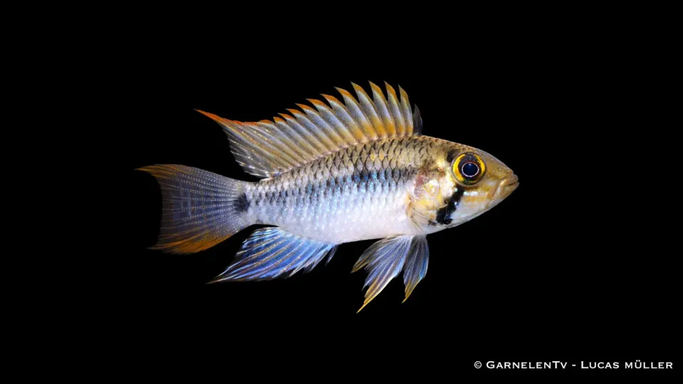 Garnelen TV Steindachners dvärgcichlid svartvatten