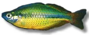 Näsets Ciklidhobby Lake Tebera regnbågsfisk 3–4 cm stim