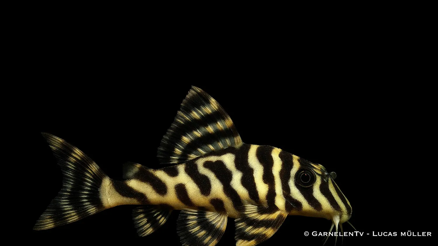 Garnelen TV L134 Peckoltia compta sugmal guldtiger