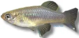 Näsets Ciklidhobby Priapella intermedia akvariefisk 4–5 cm