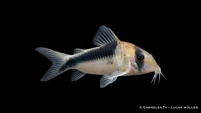 Garnelen TV Hoplisoma CW107 pansarmal XL