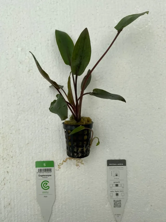 Näsets Ciklidhobby Cryptocoryne beckettii akvarieväxt Easy5