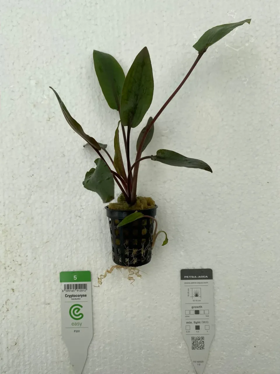 Näsets Ciklidhobby Cryptocoryne beckettii akvarieväxt Easy5