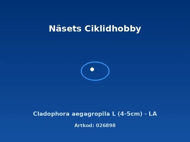 Näsets Ciklidhobby Cladophora aegagropila mossboll L 4–5 cm